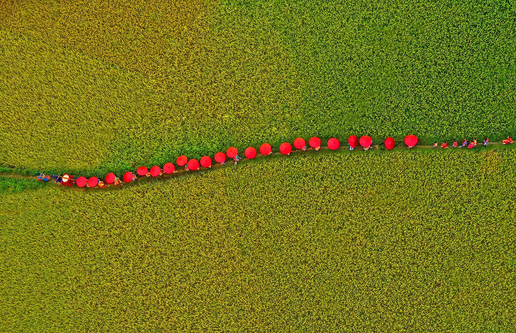 1、《白苗迎亲队》黑山LIGHT DRAWING巡回赛彩色组PSA金牌、印度SOUTH ASIAN巡回赛彩色组PSA金牌