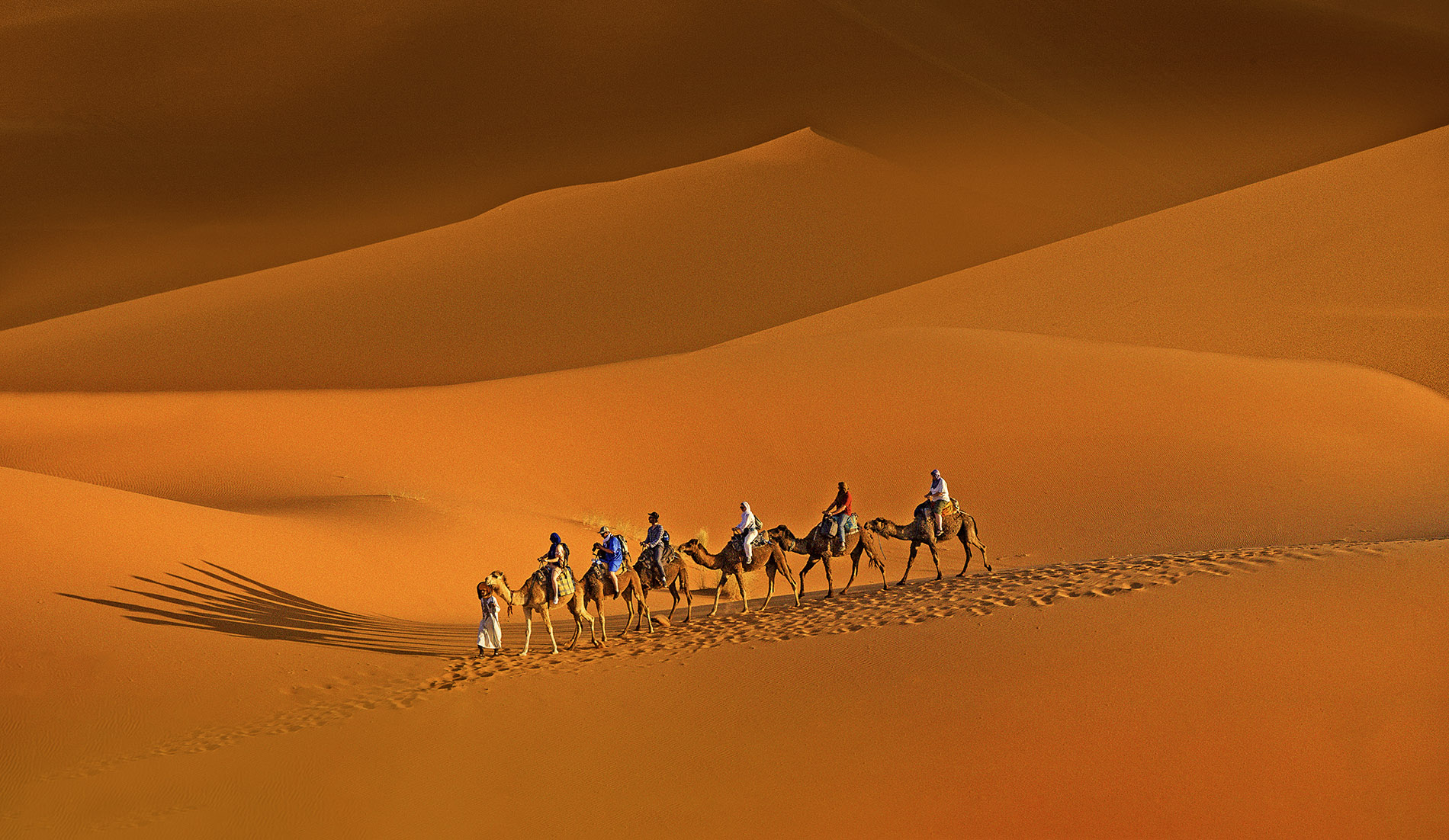 新沙漠骆驼影子