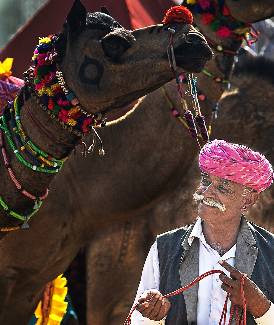 Pascal Camel Champion Pascal Camel Champion