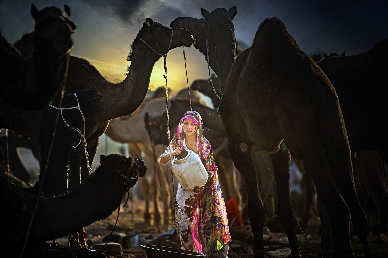 Morning in Camel Village Morning in Camel Village