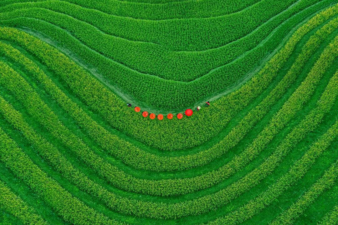 《Field of Hope 013》2021年波黑PHOTON巡回赛彩色组PSA金牌，2021年印度INDIAN GRAND巡回赛彩色组主席大奖，