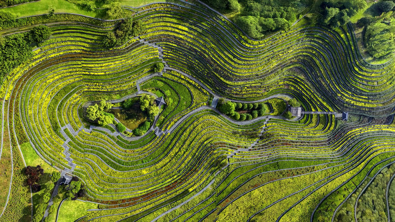 蒋爱珍《指纹梯田》 蒋爱珍《指纹梯田》