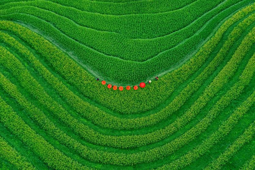 《Field of Hope 013》2021年波黑PHOTON巡回赛彩色组PSA金牌,2021年印度INDIAN GRAND巡回赛彩色组主席大奖, 《Field of Hope 013》2021年波黑PHOTON巡回赛彩色组PSA金牌,2021年印度INDIAN GRAND巡回赛彩色组主席大奖,